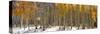 Panoramic View of Aspen Trees in Winter Time-SNEHITDESIGN-Stretched Canvas