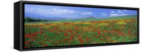 Panoramic View of Field of Poppies and Wild Flowers Near Montchiello, Tuscany, Italy, Europe-Lee Frost-Framed Stretched Canvas