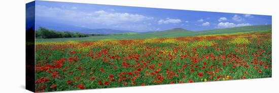 Panoramic View of Field of Poppies and Wild Flowers Near Montchiello, Tuscany, Italy, Europe-Lee Frost-Stretched Canvas