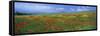 Panoramic View of Field of Poppies and Wild Flowers Near Montchiello, Tuscany, Italy, Europe-Lee Frost-Framed Stretched Canvas