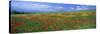 Panoramic View of Field of Poppies and Wild Flowers Near Montchiello, Tuscany, Italy, Europe-Lee Frost-Stretched Canvas