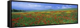 Panoramic View of Field of Poppies and Wild Flowers Near Montchiello, Tuscany, Italy, Europe-Lee Frost-Framed Stretched Canvas