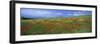 Panoramic View of Field of Poppies and Wild Flowers Near Montchiello, Tuscany, Italy, Europe-Lee Frost-Framed Premium Photographic Print