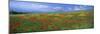 Panoramic View of Field of Poppies and Wild Flowers Near Montchiello, Tuscany, Italy, Europe-Lee Frost-Mounted Photographic Print