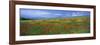 Panoramic View of Field of Poppies and Wild Flowers Near Montchiello, Tuscany, Italy, Europe-Lee Frost-Framed Photographic Print