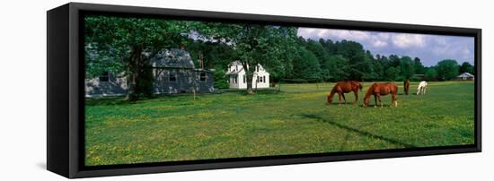 Panoramic View of Horses Grazing in Springtime Field, Eastern Shore, Md-null-Framed Stretched Canvas