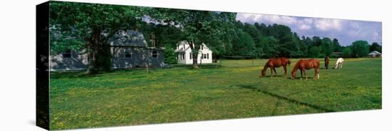 Panoramic View of Horses Grazing in Springtime Field, Eastern Shore, Md-null-Stretched Canvas