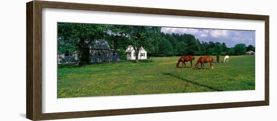 Panoramic View of Horses Grazing in Springtime Field, Eastern Shore, Md-null-Framed Photographic Print