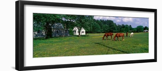 Panoramic View of Horses Grazing in Springtime Field, Eastern Shore, Md-null-Framed Photographic Print