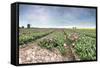 Panoramic View of Multi-Coloured Fields of Tulips and Windmills, Netherlands-Roberto Moiola-Framed Stretched Canvas