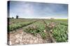 Panoramic View of Multi-Coloured Fields of Tulips and Windmills, Netherlands-Roberto Moiola-Stretched Canvas