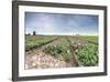 Panoramic View of Multi-Coloured Fields of Tulips and Windmills, Netherlands-Roberto Moiola-Framed Photographic Print