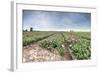 Panoramic View of Multi-Coloured Fields of Tulips and Windmills, Netherlands-Roberto Moiola-Framed Photographic Print