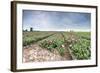 Panoramic View of Multi-Coloured Fields of Tulips and Windmills, Netherlands-Roberto Moiola-Framed Photographic Print