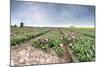 Panoramic View of Multi-Coloured Fields of Tulips and Windmills, Netherlands-Roberto Moiola-Mounted Photographic Print