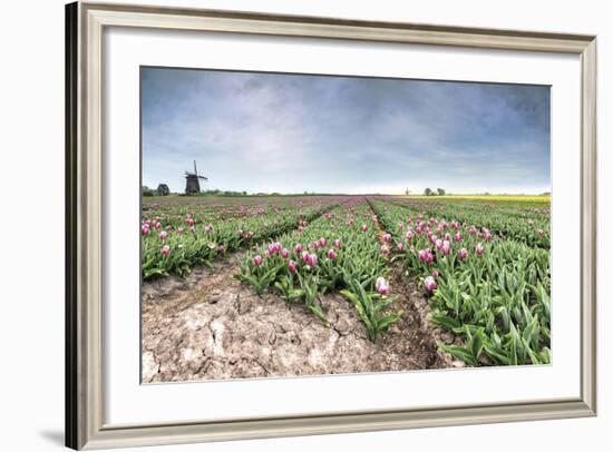 Panoramic View of Multi-Coloured Fields of Tulips and Windmills, Netherlands-Roberto Moiola-Framed Photographic Print