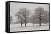 Panoramic View of Oaks-igabriela-Framed Stretched Canvas