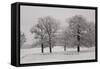 Panoramic View of Oaks-igabriela-Framed Stretched Canvas