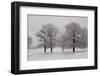 Panoramic View of Oaks-igabriela-Framed Photographic Print