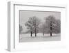 Panoramic View of Oaks-igabriela-Framed Photographic Print