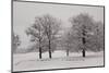 Panoramic View of Oaks-igabriela-Mounted Photographic Print