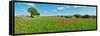 Panoramic view of poppy flowers field, Cuenca, Castilla-La Mancha, Spain-null-Framed Stretched Canvas