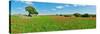Panoramic view of poppy flowers field, Cuenca, Castilla-La Mancha, Spain-null-Stretched Canvas