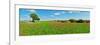 Panoramic view of poppy flowers field, Cuenca, Castilla-La Mancha, Spain-null-Framed Photographic Print