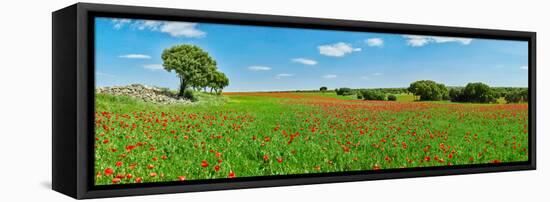 Panoramic view of poppy flowers field, Cuenca, Castilla-La Mancha, Spain-null-Framed Stretched Canvas