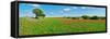 Panoramic view of poppy flowers field, Cuenca, Castilla-La Mancha, Spain-null-Framed Stretched Canvas