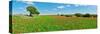 Panoramic view of poppy flowers field, Cuenca, Castilla-La Mancha, Spain-null-Stretched Canvas