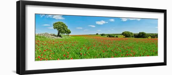 Panoramic view of poppy flowers field, Cuenca, Castilla-La Mancha, Spain-null-Framed Photographic Print