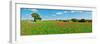 Panoramic view of poppy flowers field, Cuenca, Castilla-La Mancha, Spain-null-Framed Photographic Print