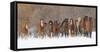 Panoramic view of rodeo horses running during winter roundup, Kalispell, Montana-Adam Jones-Framed Stretched Canvas