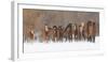 Panoramic view of rodeo horses running during winter roundup, Kalispell, Montana-Adam Jones-Framed Photographic Print