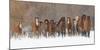 Panoramic view of rodeo horses running during winter roundup, Kalispell, Montana-Adam Jones-Mounted Photographic Print