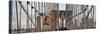 Panoramic View of the Brooklyn Bridge in New York City-Philippe Hugonnard-Stretched Canvas