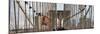 Panoramic View of the Brooklyn Bridge in New York City-Philippe Hugonnard-Mounted Photographic Print