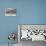 Panoramic View of the Iles Du Salut-null-Giclee Print displayed on a wall