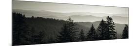 Panoramic View of Trees, Great Smoky Mountains National Park, North Carolina, USA-null-Mounted Photographic Print