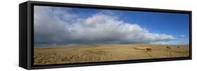 Panoramic View, the Epynt, Cambrian Mountains, Powys, Wales, United Kingdom, Europe-Graham Lawrence-Framed Stretched Canvas