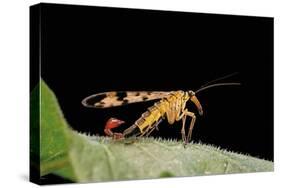 Panorpa Meridionalis (Scorpionfly) - Male-Paul Starosta-Stretched Canvas