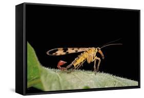 Panorpa Meridionalis (Scorpionfly) - Male-Paul Starosta-Framed Stretched Canvas