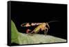 Panorpa Meridionalis (Scorpionfly) - Male-Paul Starosta-Framed Stretched Canvas
