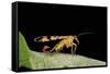 Panorpa Meridionalis (Scorpionfly) - Male-Paul Starosta-Framed Stretched Canvas