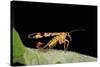 Panorpa Meridionalis (Scorpionfly) - Male-Paul Starosta-Stretched Canvas