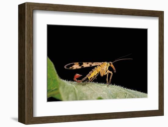 Panorpa Meridionalis (Scorpionfly) - Male-Paul Starosta-Framed Photographic Print