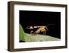 Panorpa Meridionalis (Scorpionfly) - Male-Paul Starosta-Framed Photographic Print