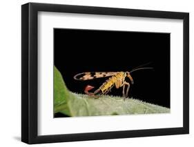 Panorpa Meridionalis (Scorpionfly) - Male-Paul Starosta-Framed Photographic Print