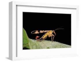 Panorpa Meridionalis (Scorpionfly) - Male-Paul Starosta-Framed Photographic Print